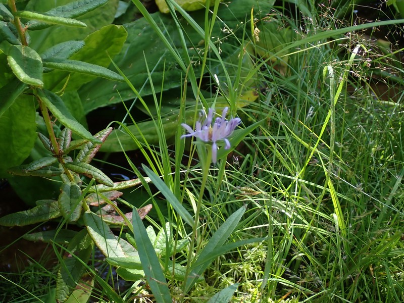 Symphyotrichum foliaceum var. foliaceum photo 4