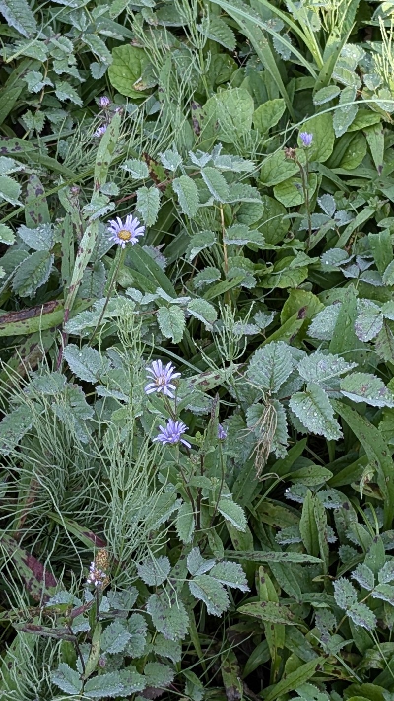 Symphyotrichum foliaceum var. foliaceum photo 5