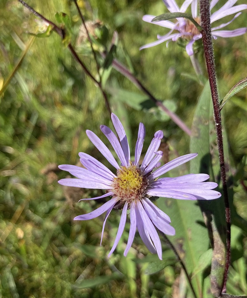 Symphyotrichum foliaceum var. foliaceum photo 6