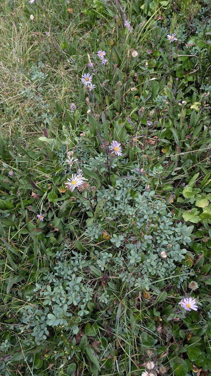 Symphyotrichum foliaceum var. foliaceum photo 7
