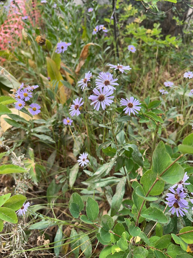 Symphyotrichum foliaceum var. parryi photo 3