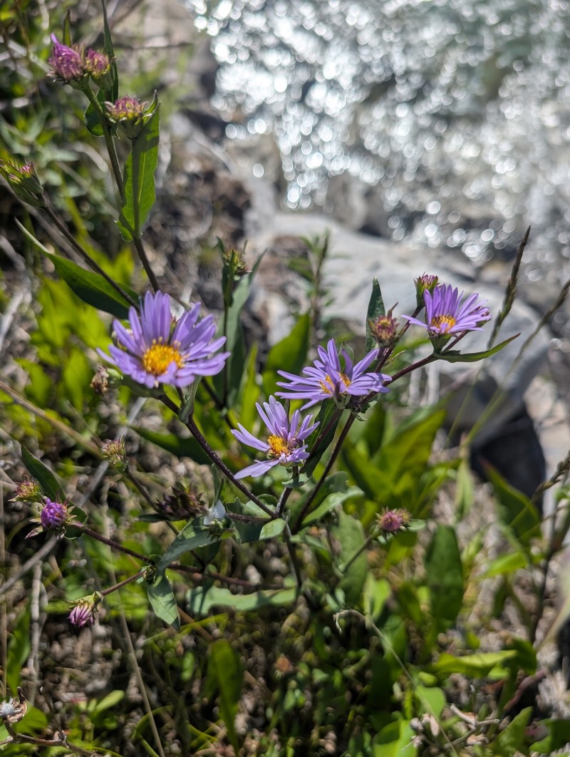 Symphyotrichum foliaceum var. parryi photo 4