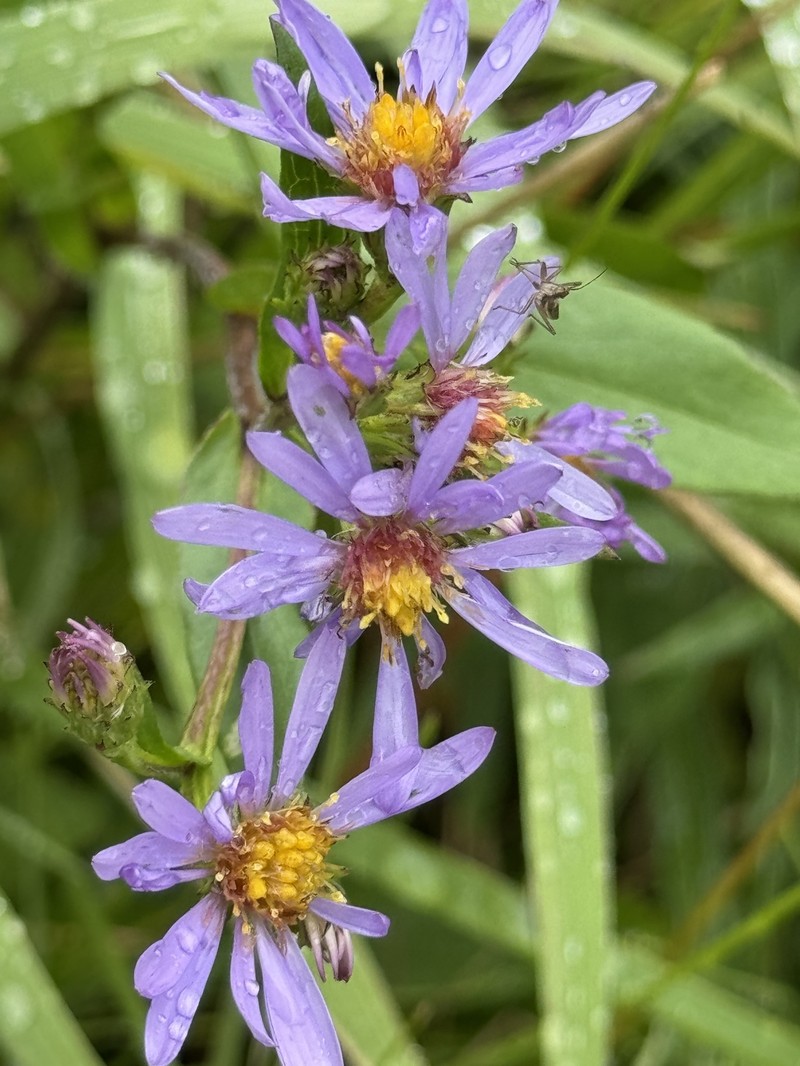 Symphyotrichum foliaceum var. parryi photo 5