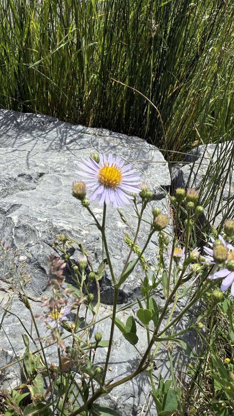 Symphyotrichum foliaceum var. parryi photo 6