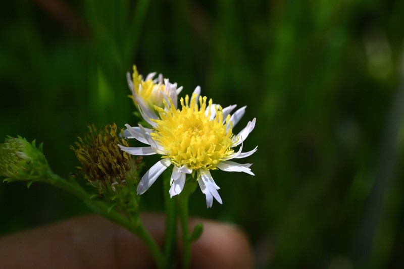 Symphyotrichum foliaceum var. parryi photo 7