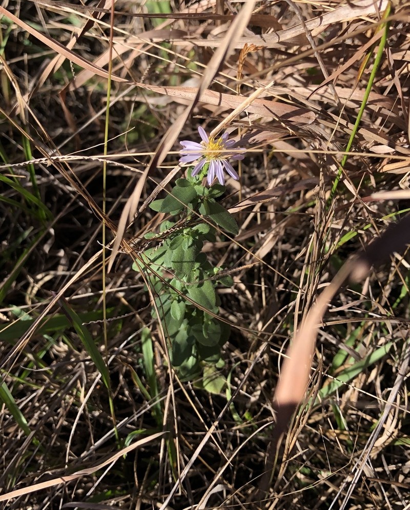 Florida Water Aster photo 4