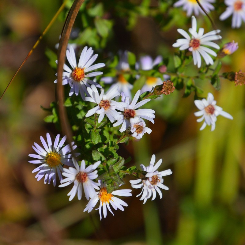 Florida Water Aster photo 5