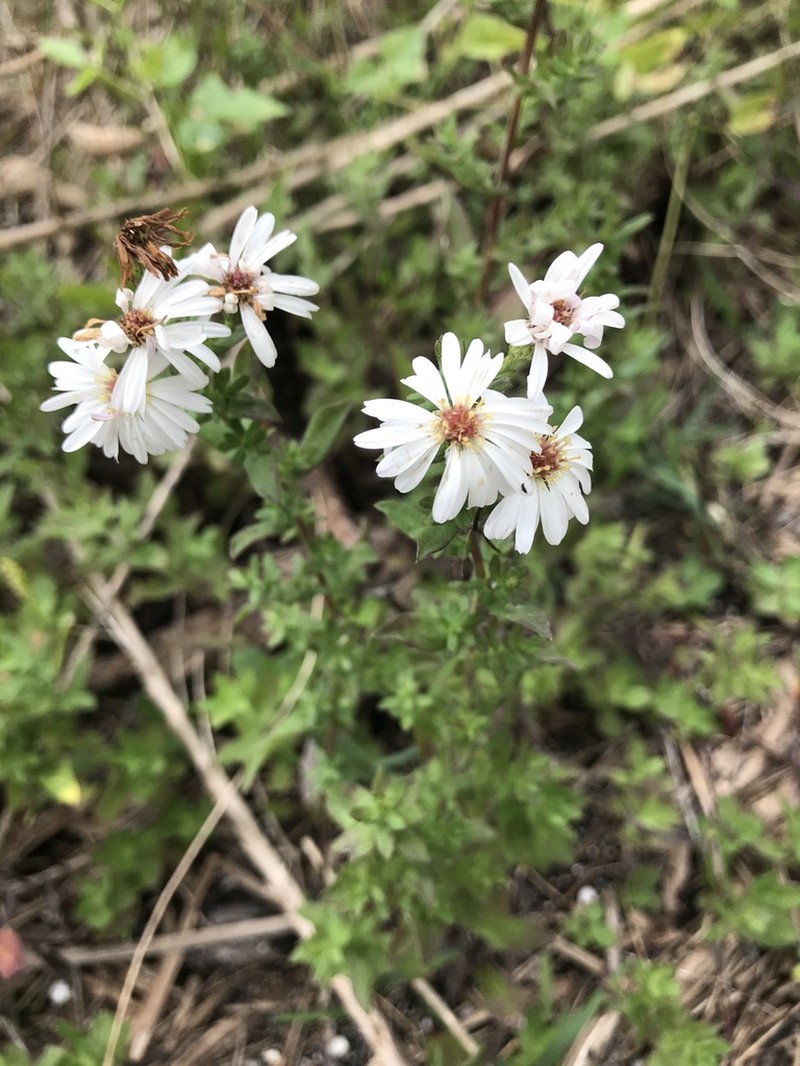Florida Water Aster photo 6