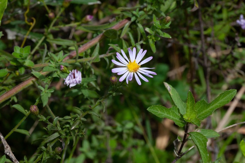Florida Water Aster photo 7