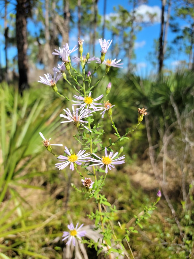Florida Water Aster photo 2