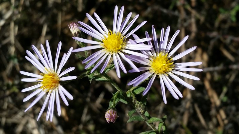 Florida Water Aster