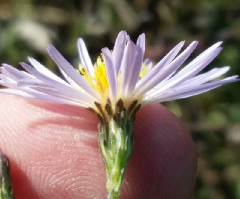 Florida Water Aster photo 6