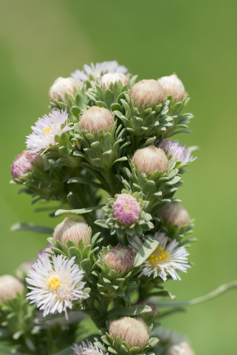 Short-Rayed Alkali Aster photo 5