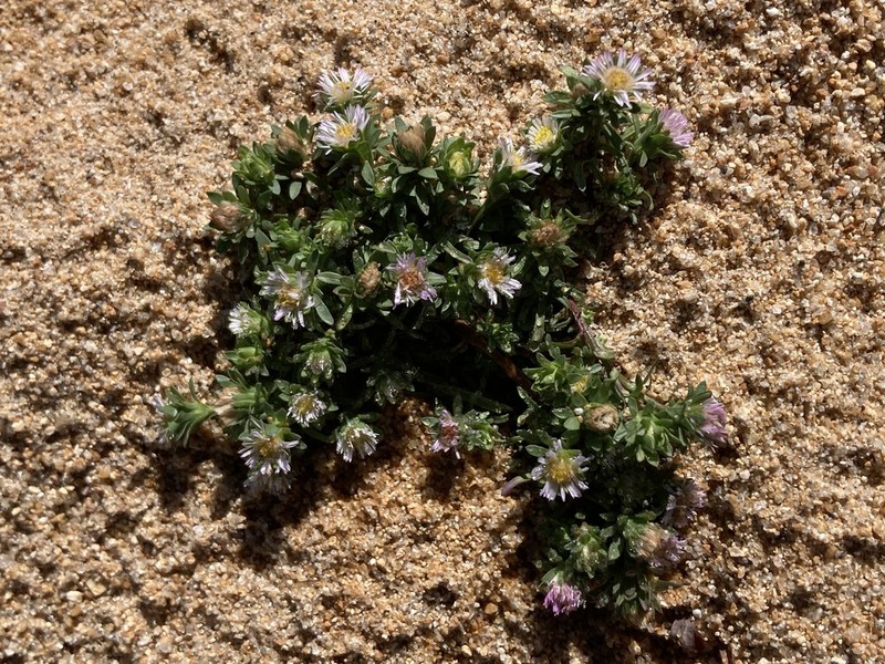 Short-Rayed Alkali Aster photo 6