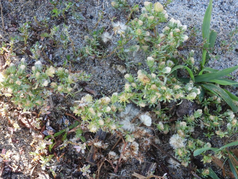 Short-Rayed Alkali Aster photo 7