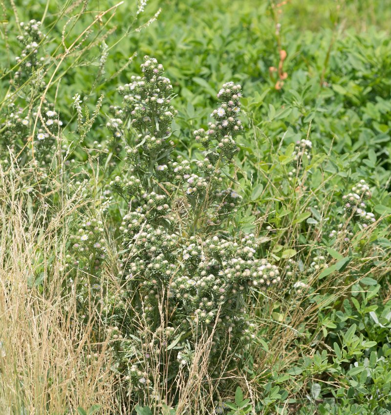 Short-Rayed Alkali Aster photo 4