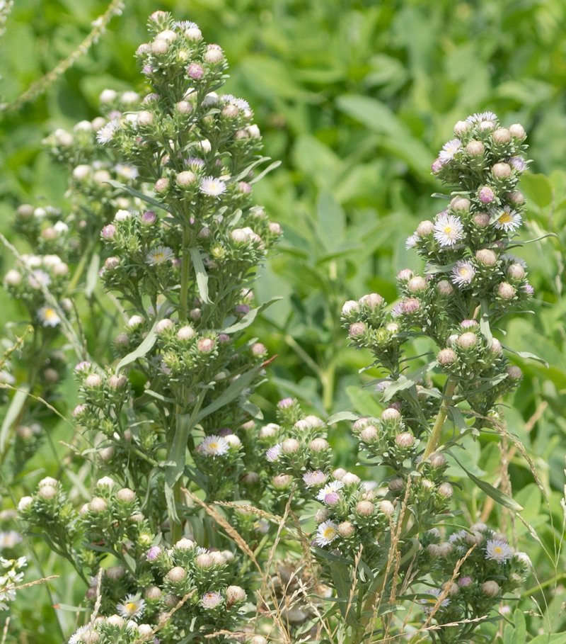 Short-Rayed Alkali Aster photo 5