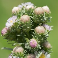 Short-Rayed Alkali Aster