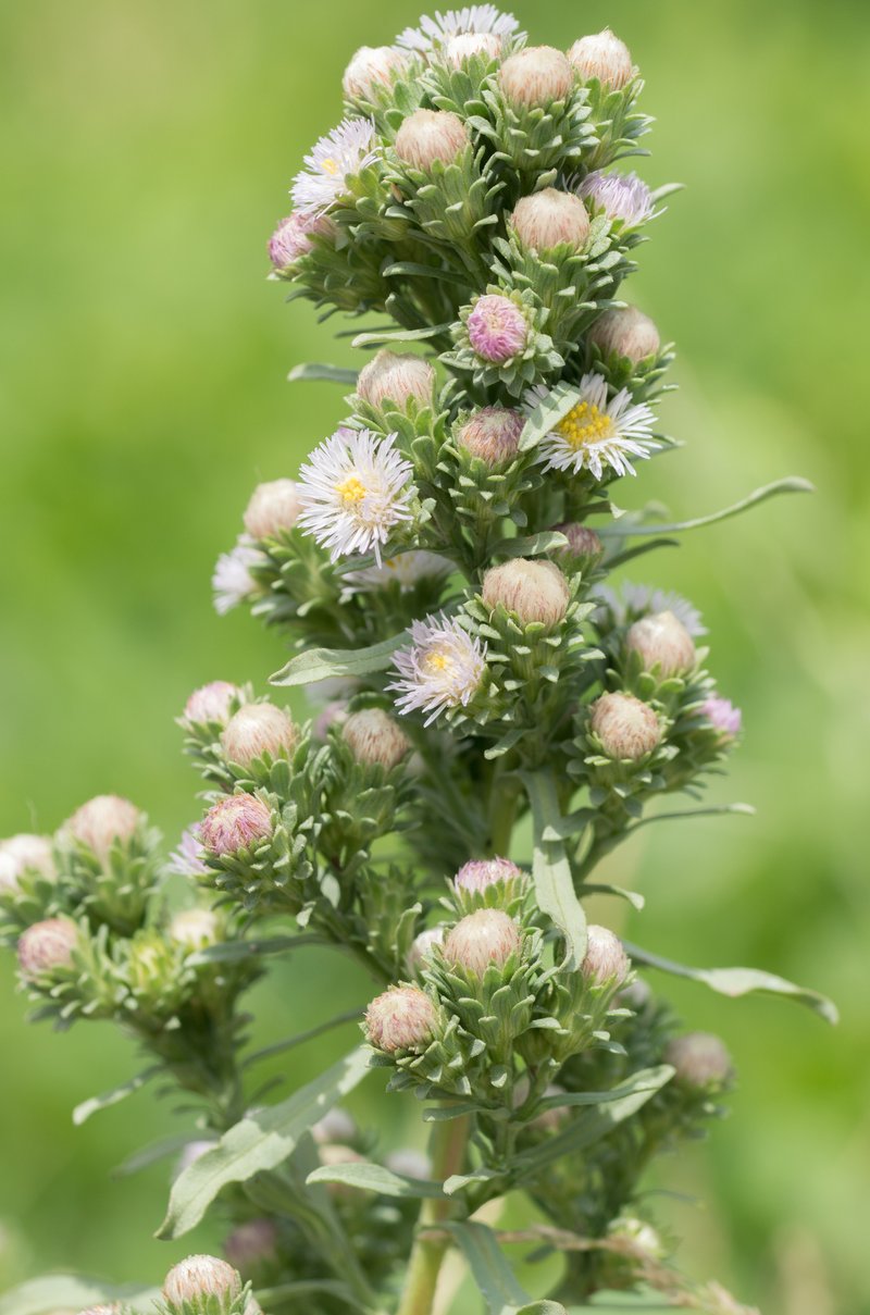Short-Rayed Alkali Aster photo 6