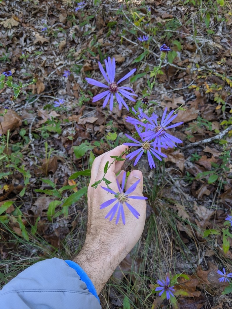Georgia Aster photo 6