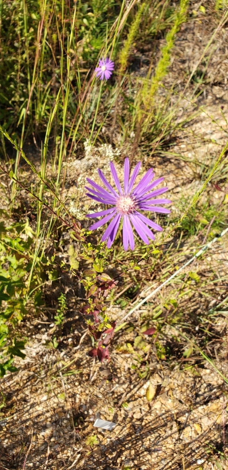 Georgia Aster photo 7