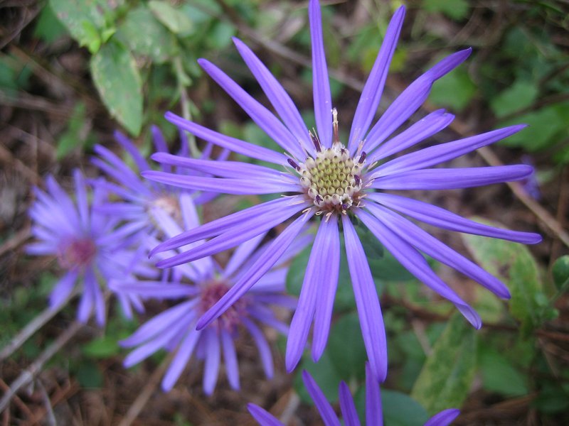 Georgia Aster