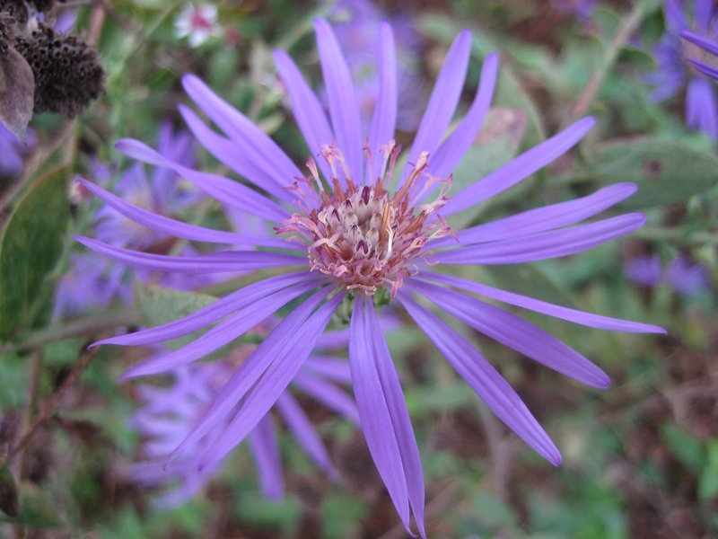 Georgia Aster photo 6