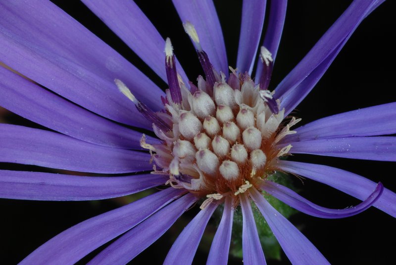 Georgia Aster photo 7