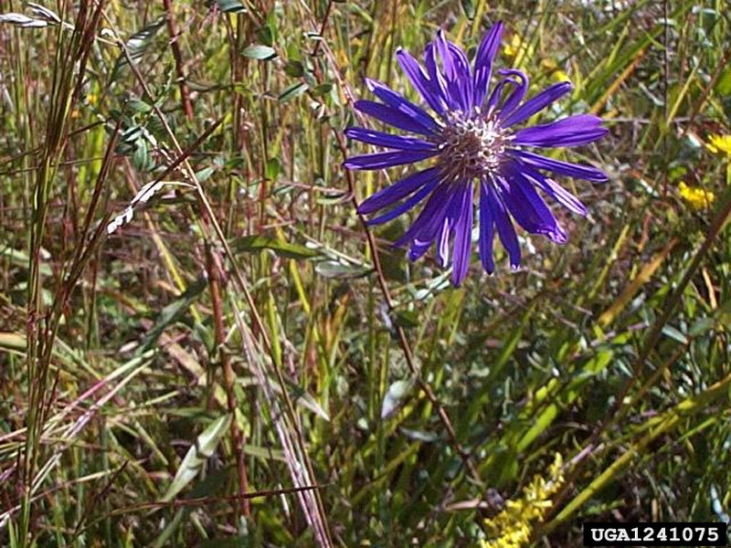 Georgia Aster photo 3