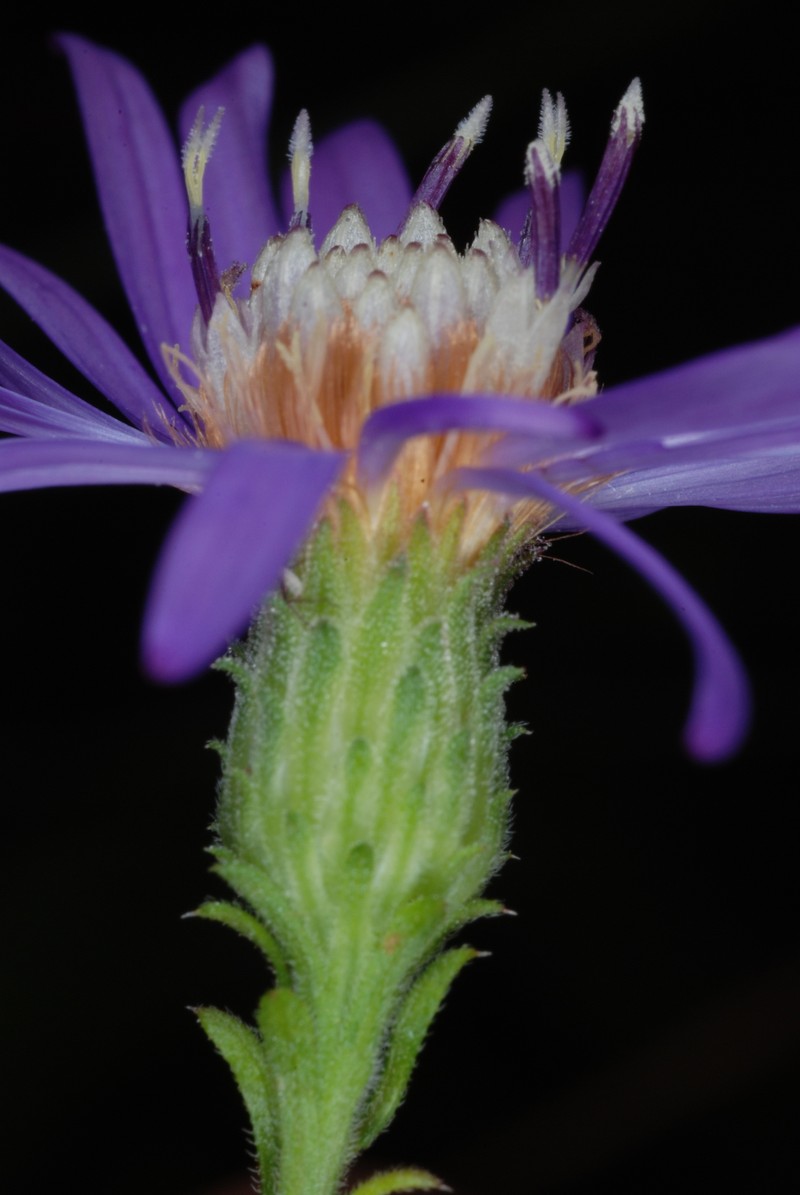 Georgia Aster photo 4