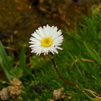 Symphyotrichum glabrifolium
