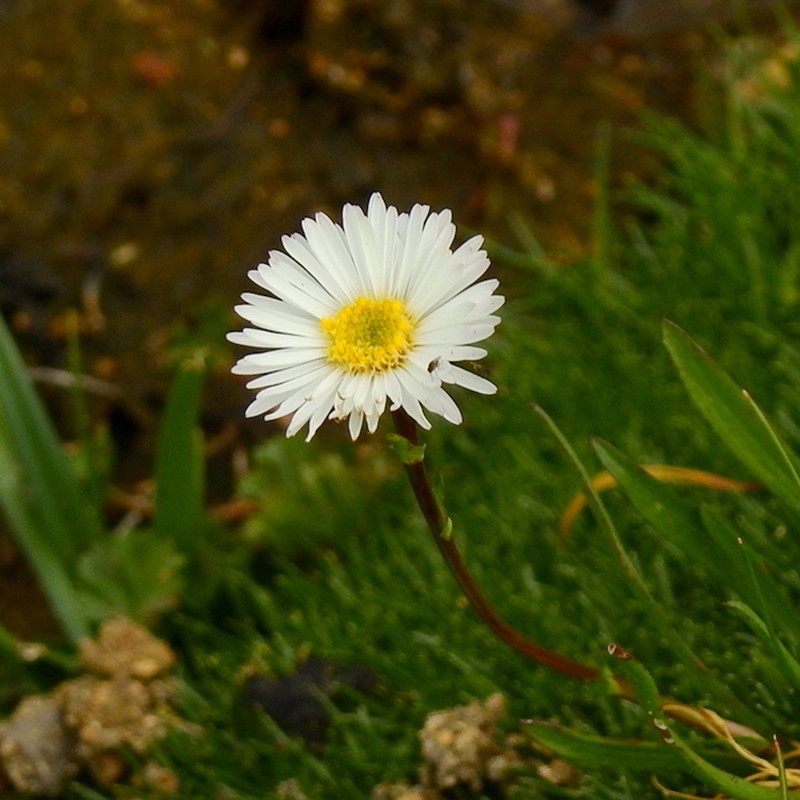 Symphyotrichum glabrifolium