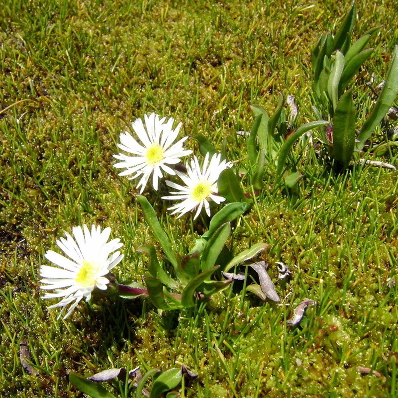 Symphyotrichum glabrifolium photo 2