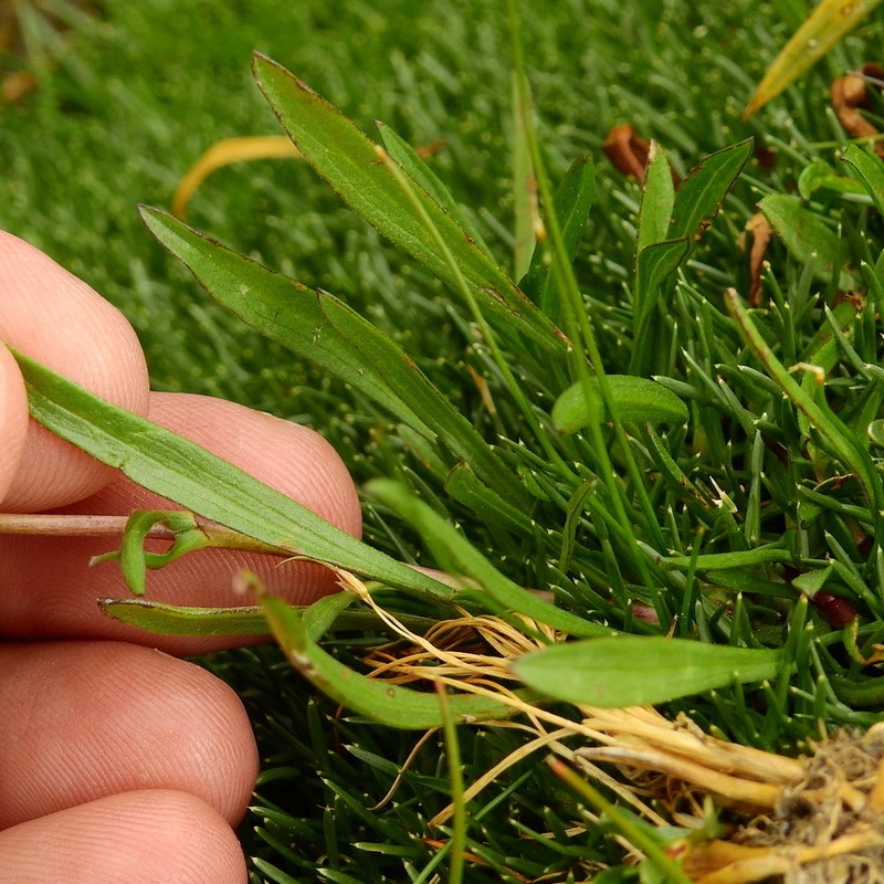 Symphyotrichum glabrifolium photo 3
