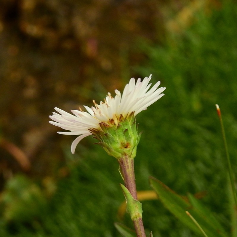 Symphyotrichum glabrifolium photo 4
