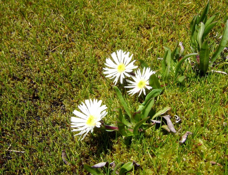 Symphyotrichum glabrifolium photo 5