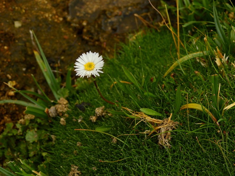 Symphyotrichum glabrifolium photo 6