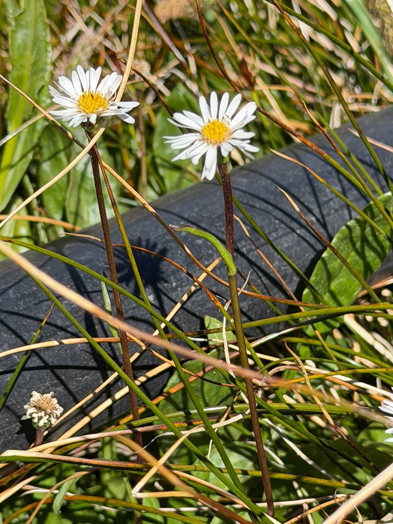 Symphyotrichum glabrifolium photo 7