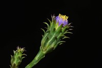 Symphyotrichum graminifolium