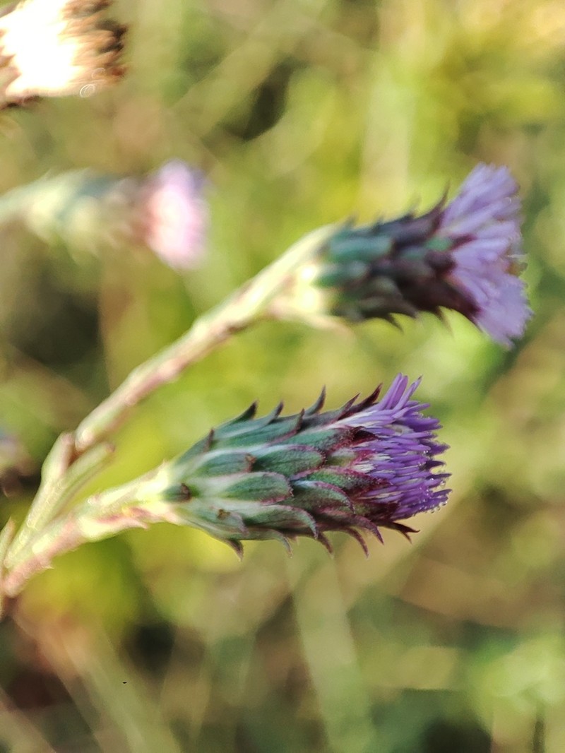 Symphyotrichum graminifolium photo 2