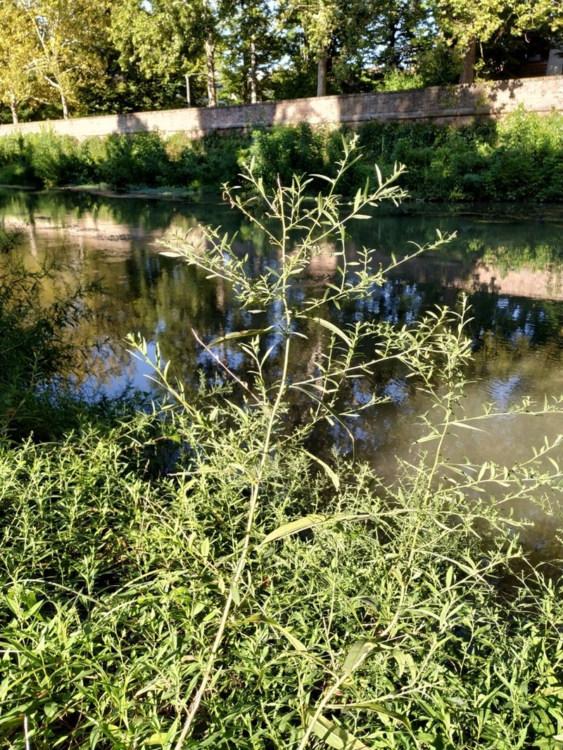Symphyotrichum graminifolium photo 3