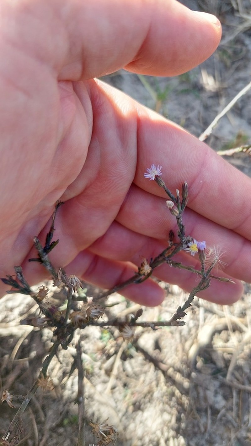 Symphyotrichum graminifolium photo 4