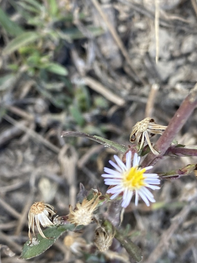 Symphyotrichum graminifolium photo 5