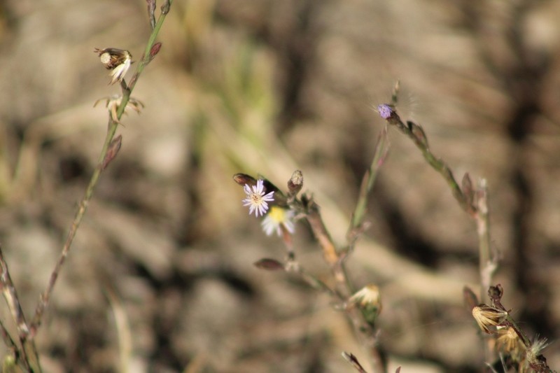 Symphyotrichum graminifolium photo 6