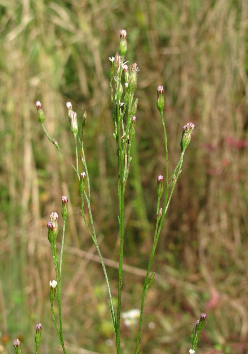 Symphyotrichum graminifolium photo 7