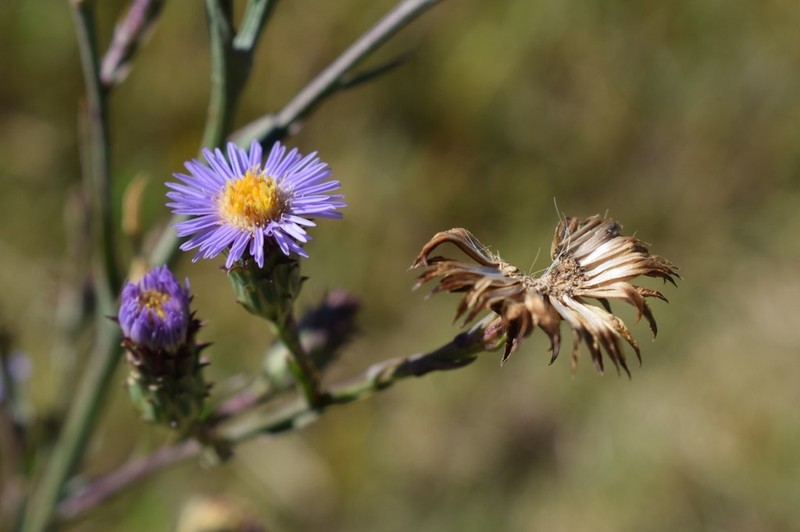 Symphyotrichum graminifolium photo 8