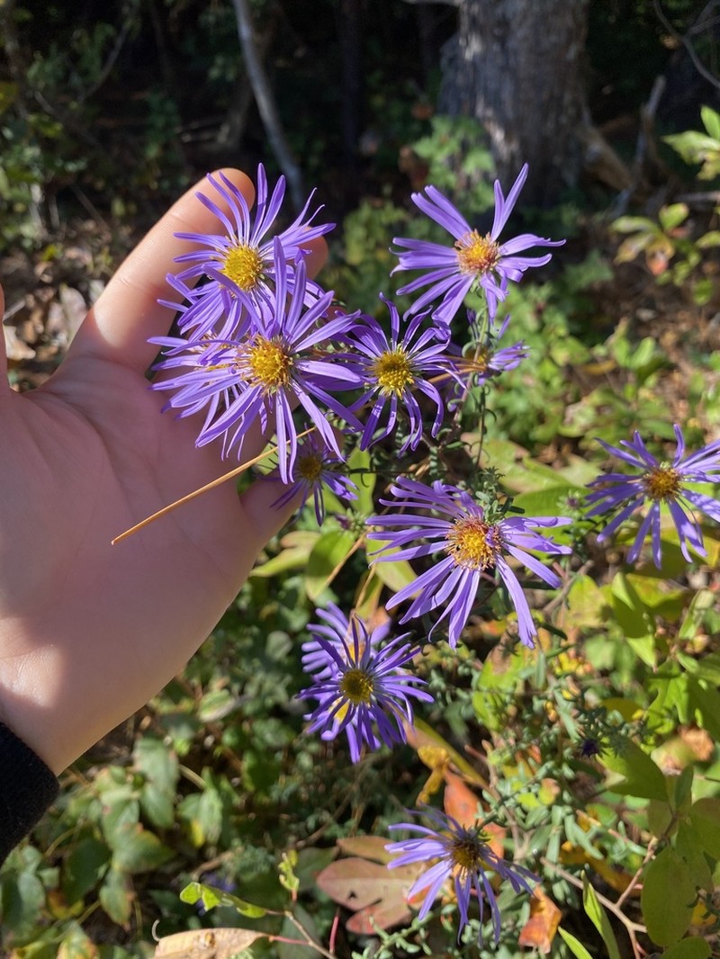 Largeflower Aster photo 8