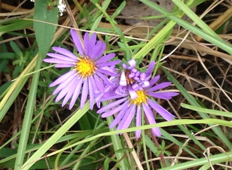Largeflower Aster