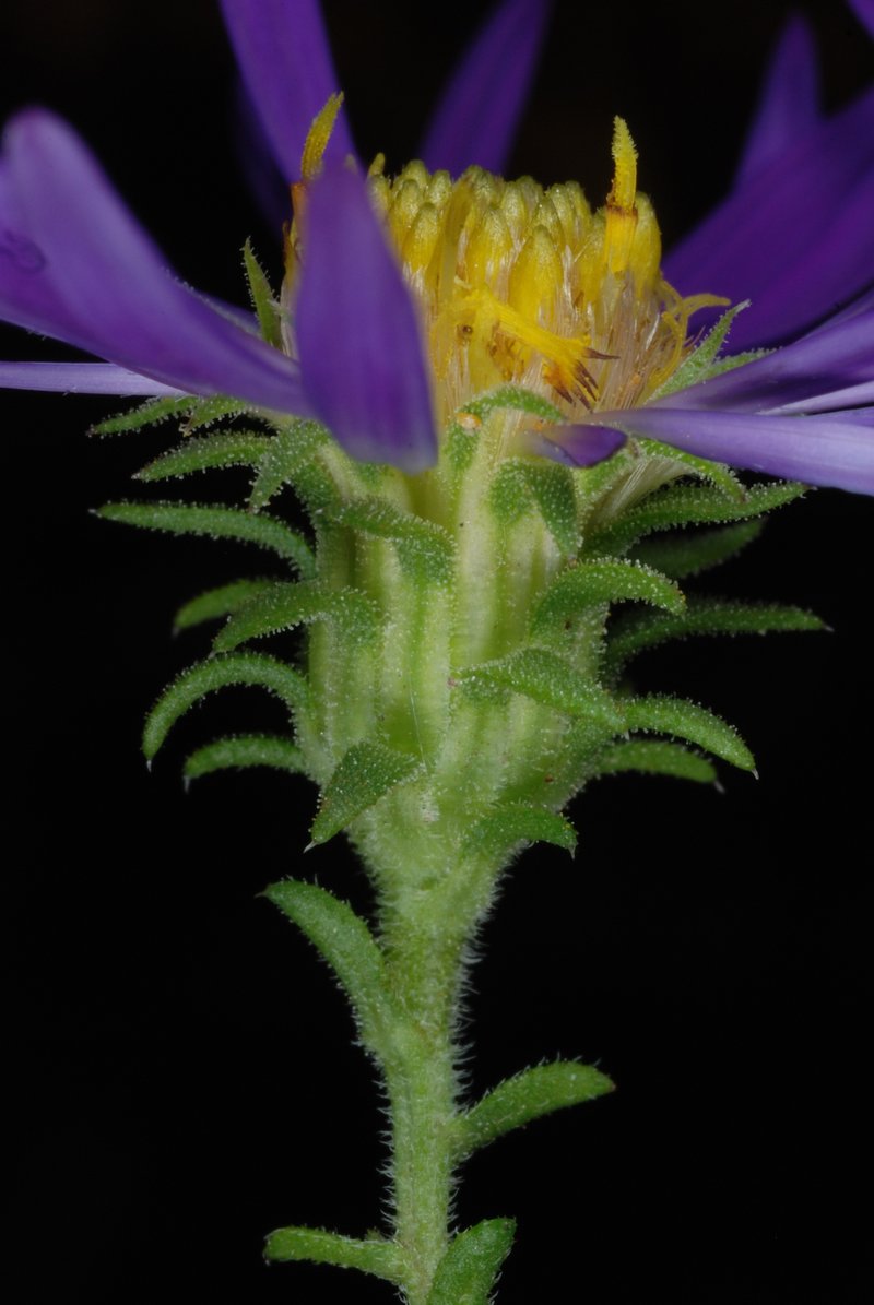 Largeflower Aster photo 5