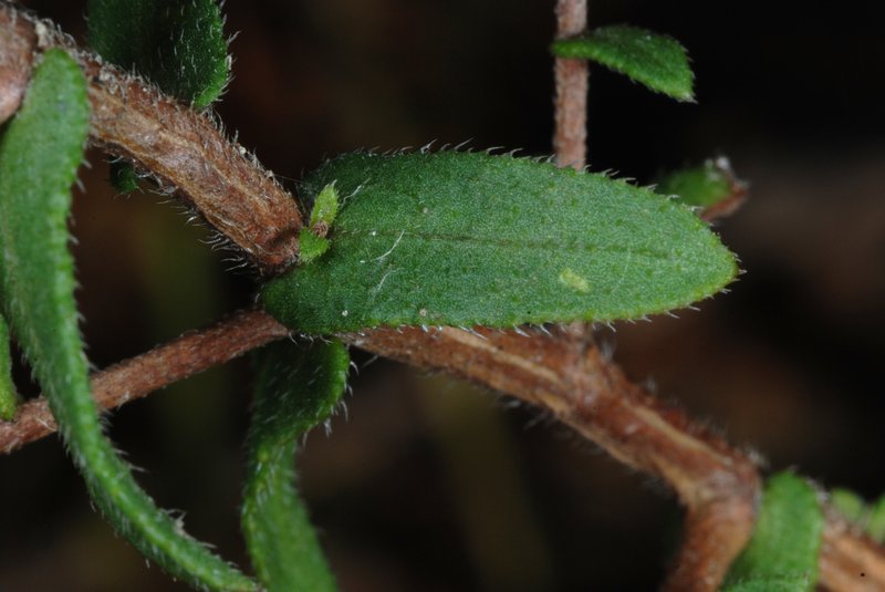 Largeflower Aster photo 6